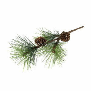 scotch pine F0017.png